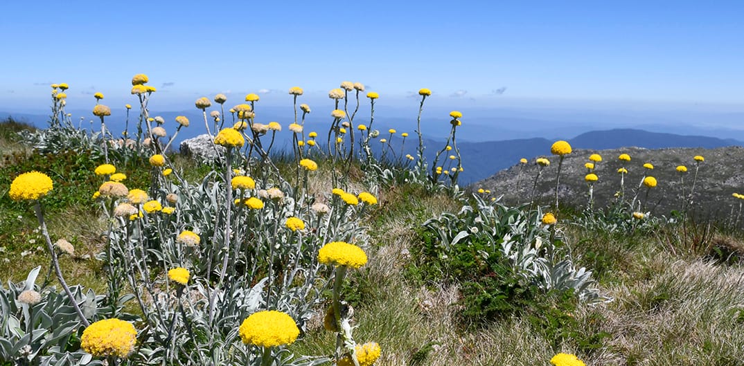 Billy Buttons on the Main Range track.