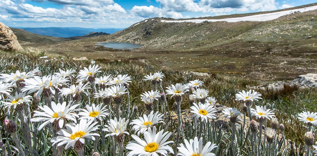 Silver Snow Daisies below Mt Kosciuszko.