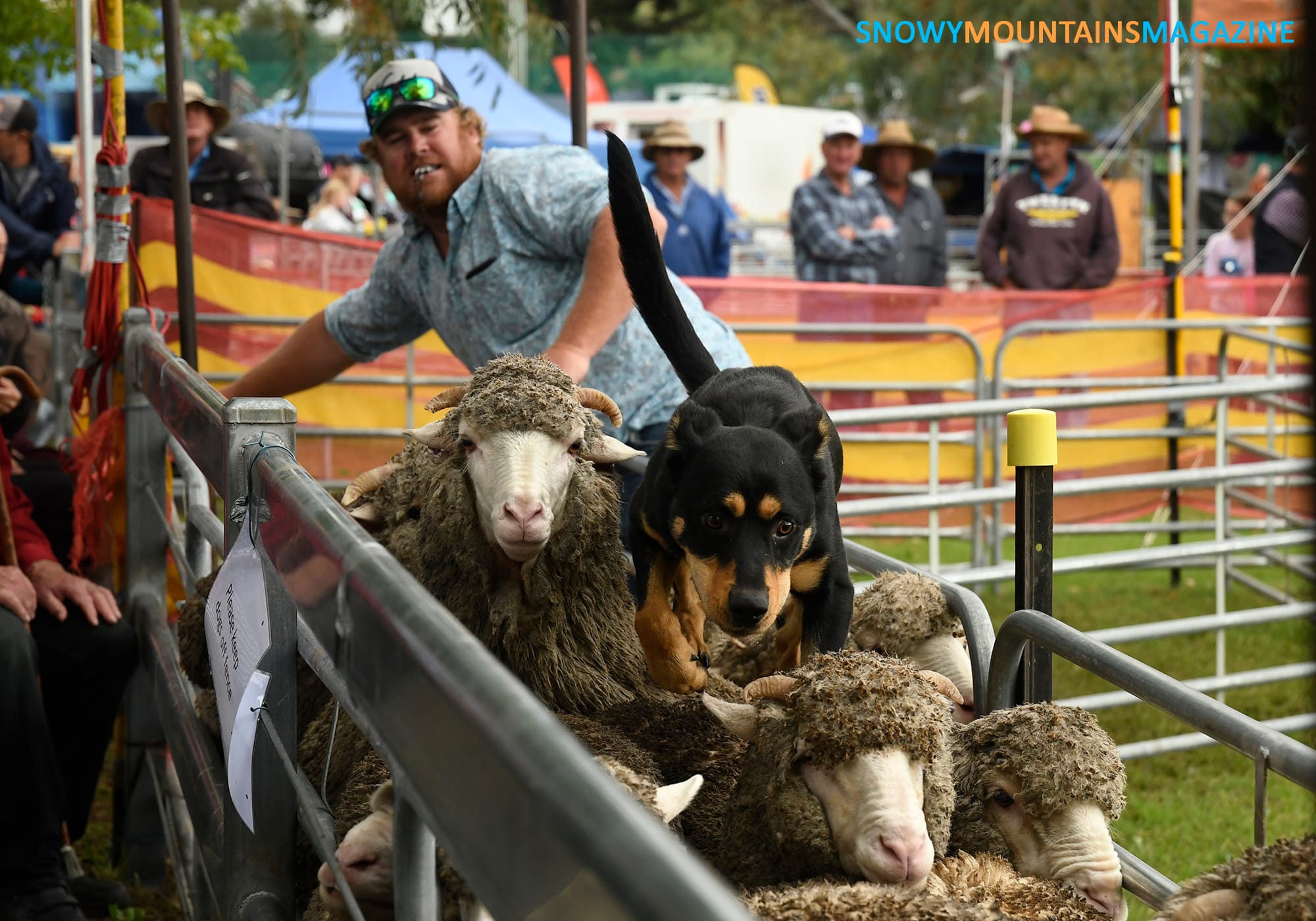 Ben Costor  and dog Jock during the sheep trials. 