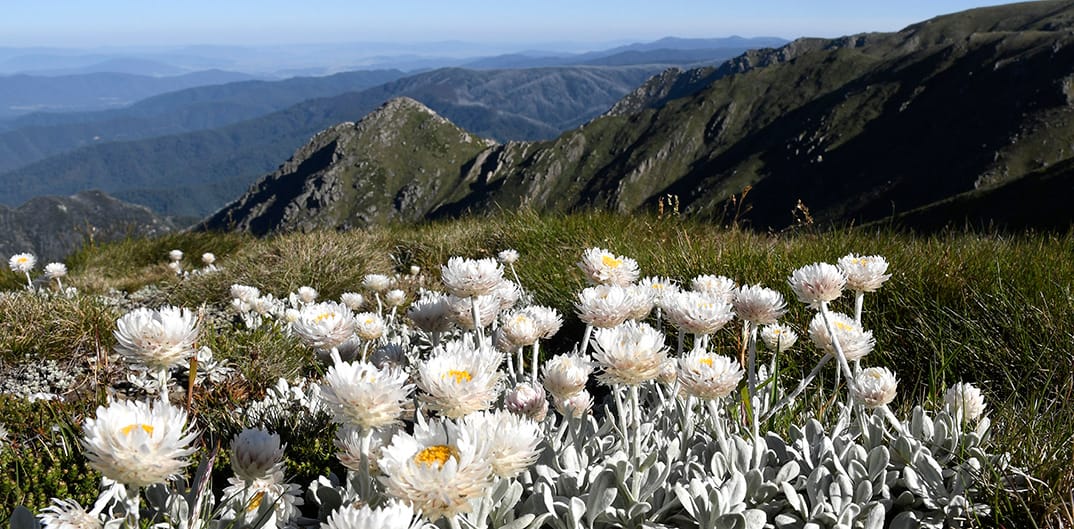 Wildflowers during summer on the Main Range Track.