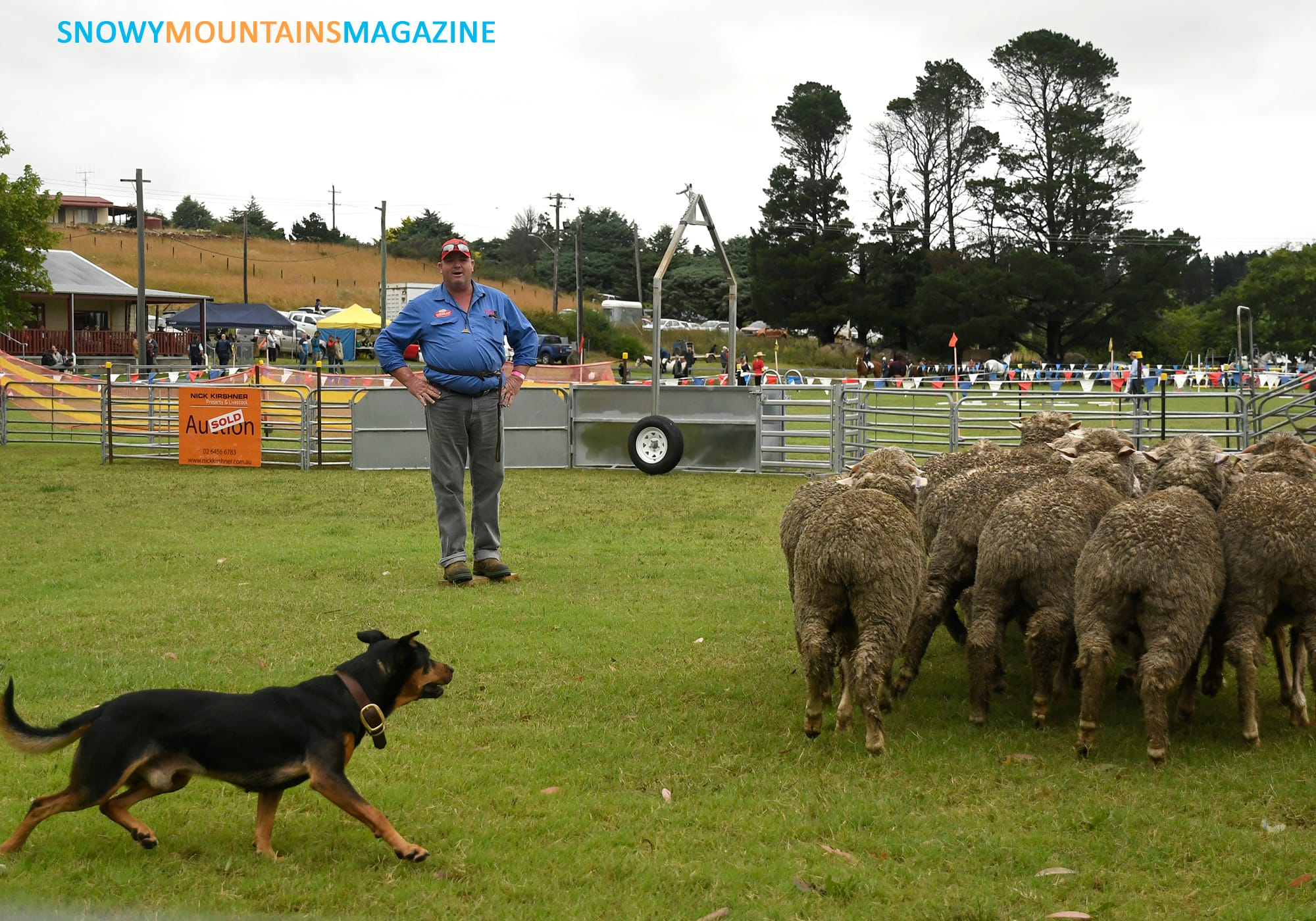 The sheep dog trials are always popular for the spectators.