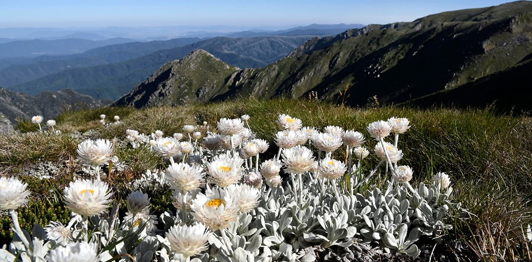 Alpine sunrays near Mt Carruthers on the Main Range Track.