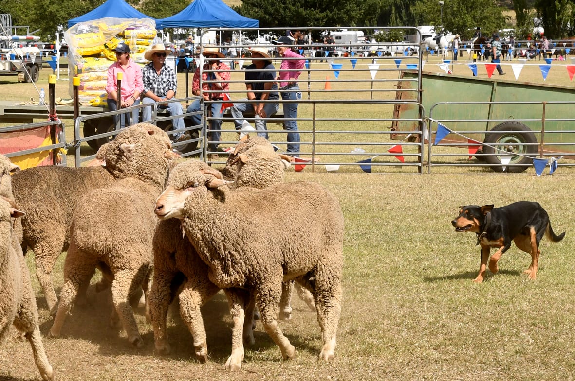 Country Shows and Easter Fairs Post feature image