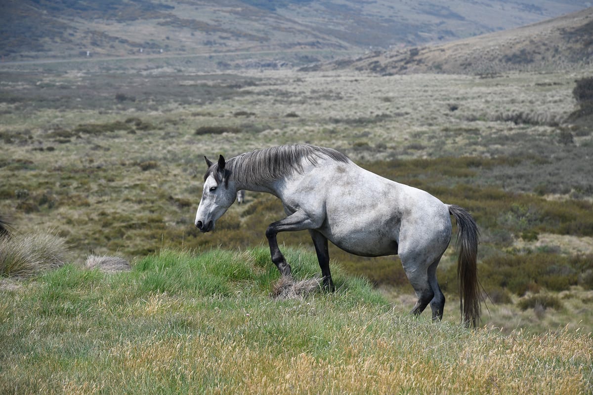 Wild Horse Draft Plan for Kosciuszko National Park Post feature image
