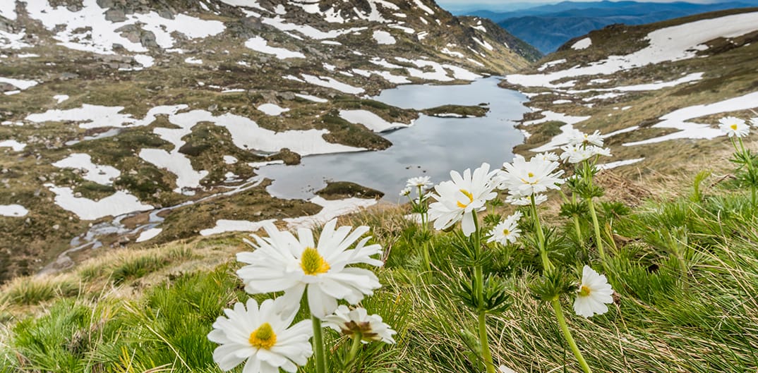 Alpine Wildflowers Post feature image