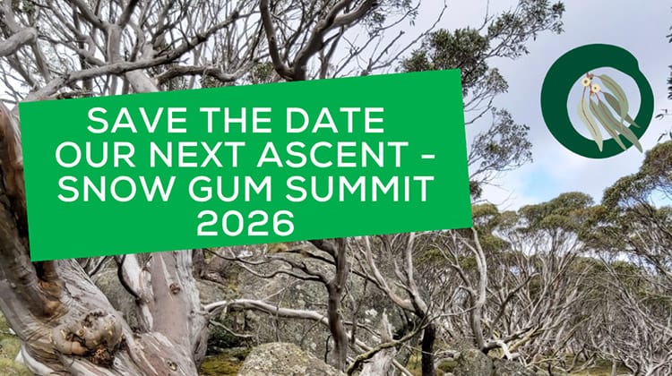 Jindabyne - Snow Gum Summit Post feature image