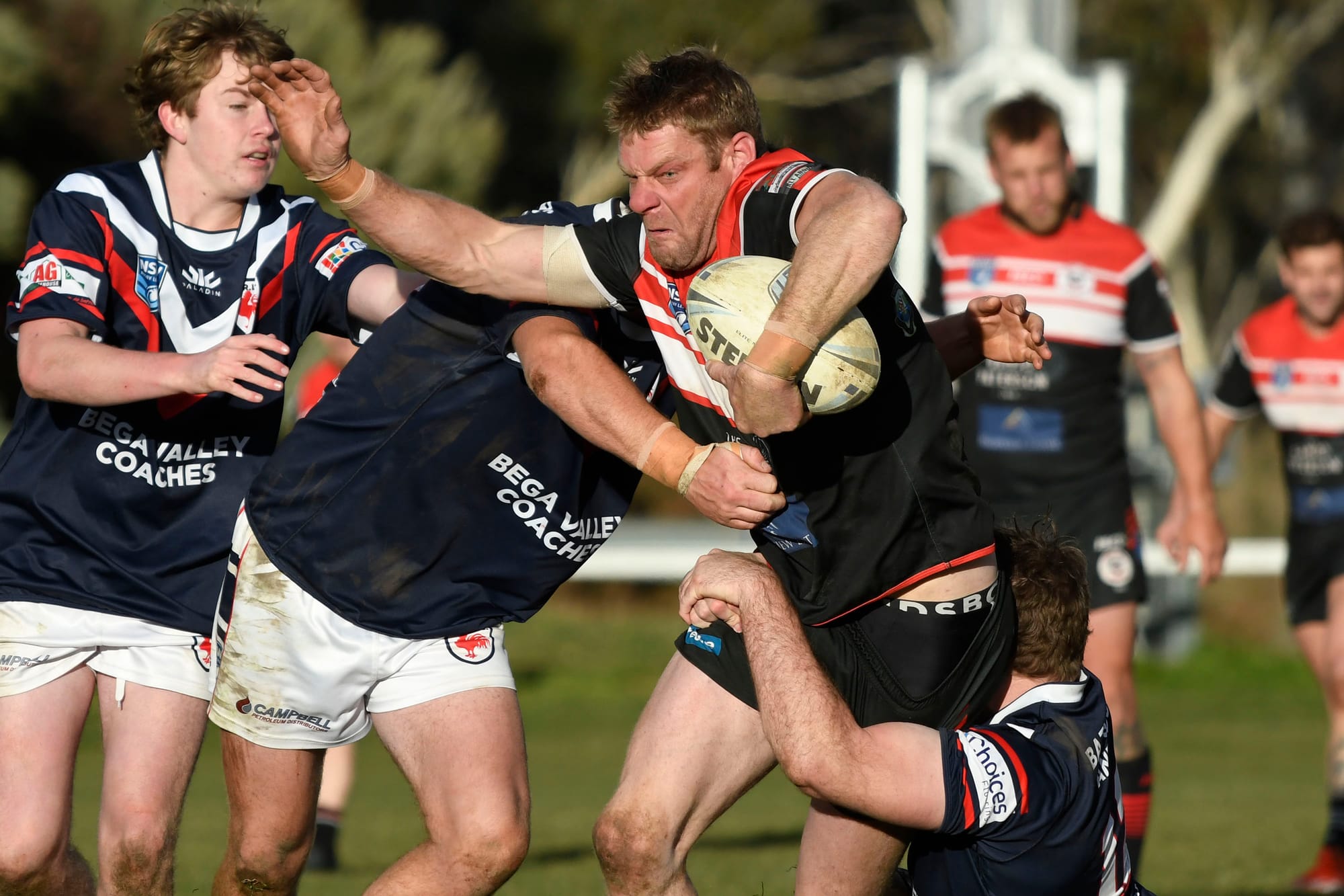 Bears Beat Bega To Stay Top Of Table Post image