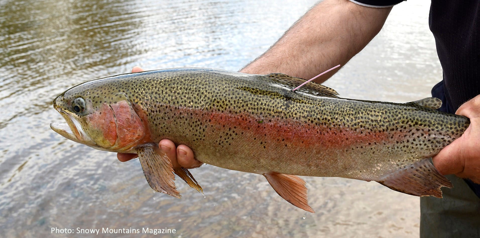 Snowy Trout Challenge Post image