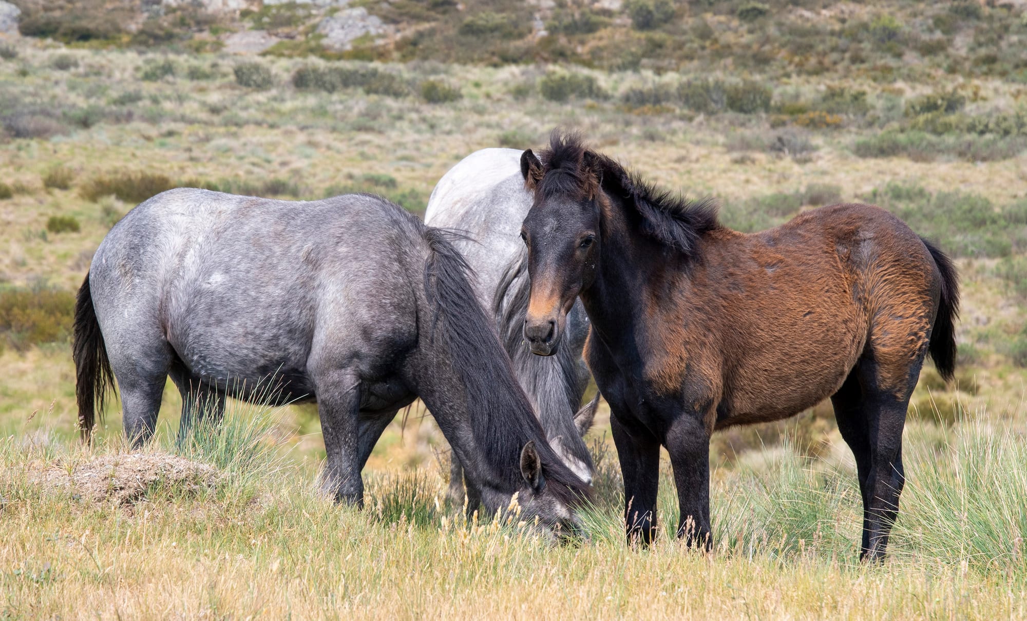 Aerial shooting approved to cull brumbies in Kosciuszko National Park Post image