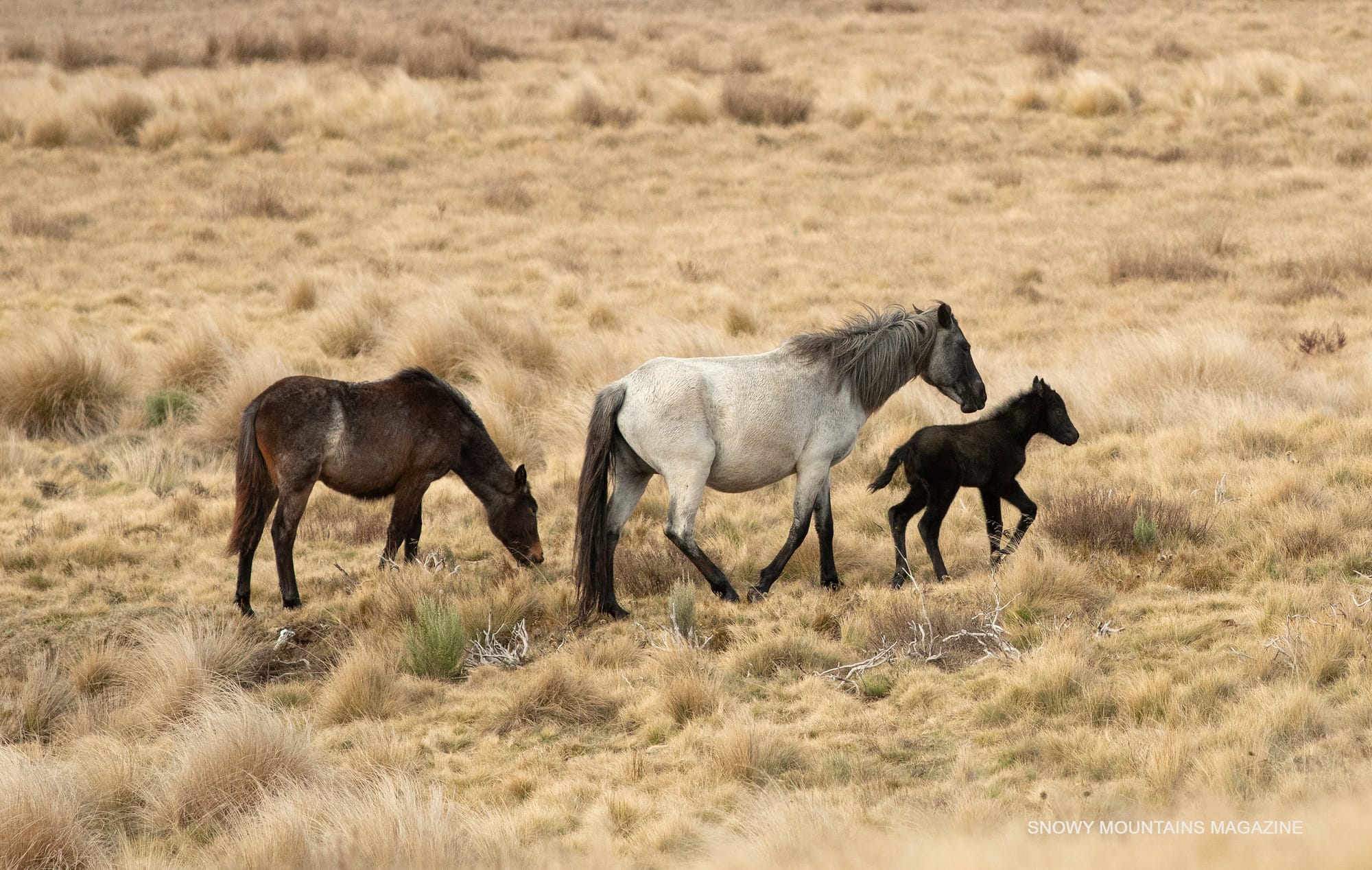 Kosciuszko National Park 2024 wild horse population survey released Post image