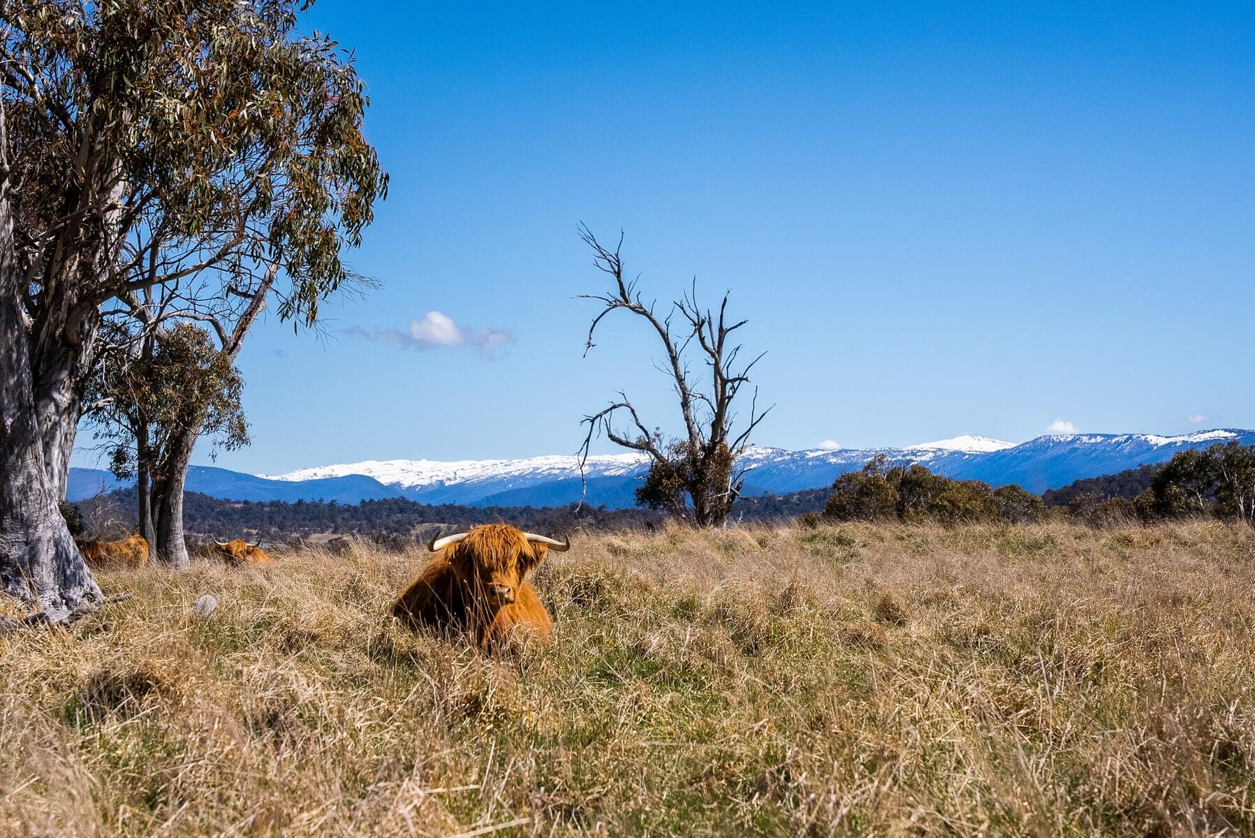 Pure Alpine Estate Land Sale Jindabyne Post feature image